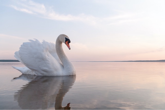 Image d'un cygne - lecture d'âme à Falaise