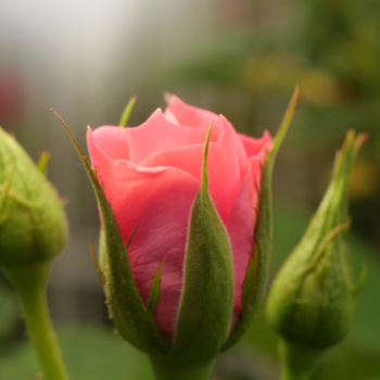 Bourgeon de fleur